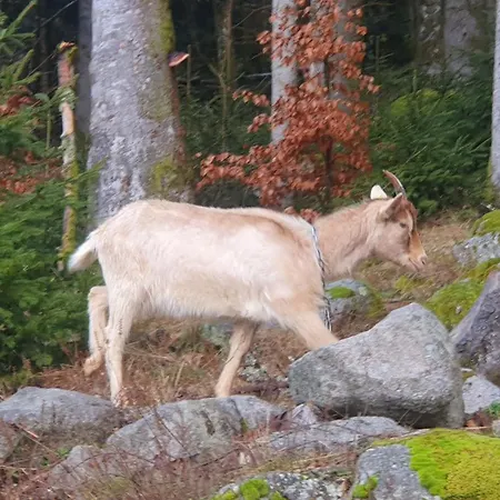 Mauselaine * Xonrupt-Longemer