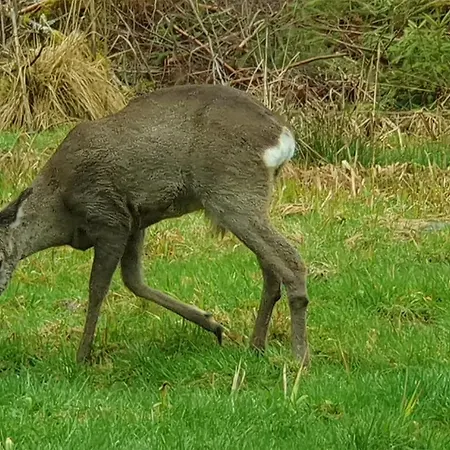 Alpstuga Mauselaine Xonrupt-Longemer