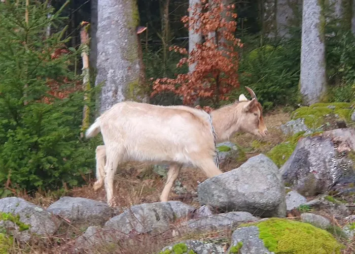 Mauselaine * Xonrupt-Longemer